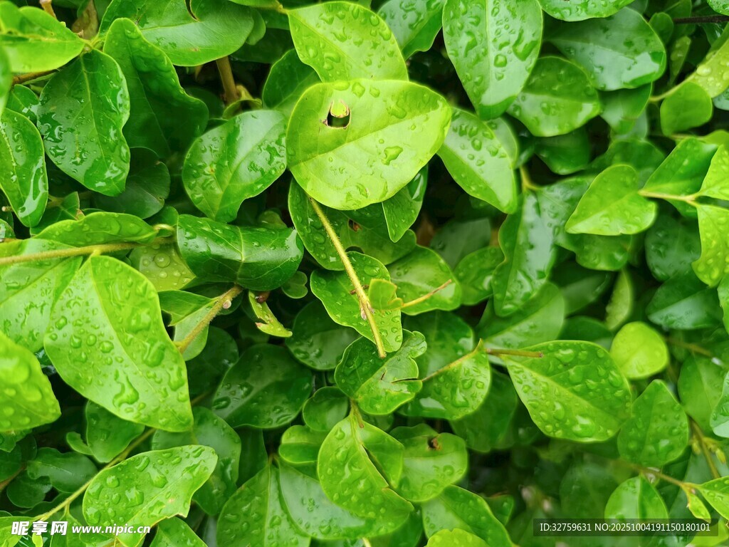 翠綠繁茂的植物葉片