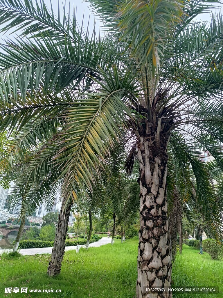 戶外翠綠的棕櫚樹景觀