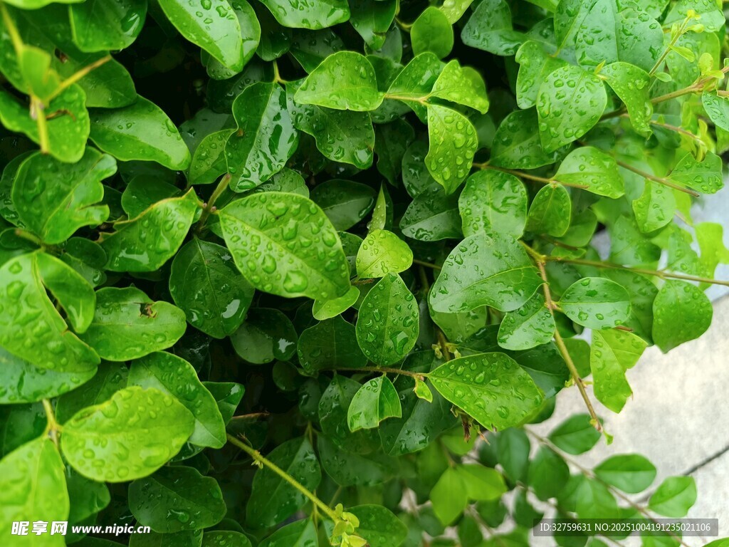 翠綠繁茂的爬藤植物