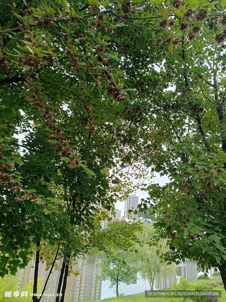 湖畔綠樹成蔭的清新景致