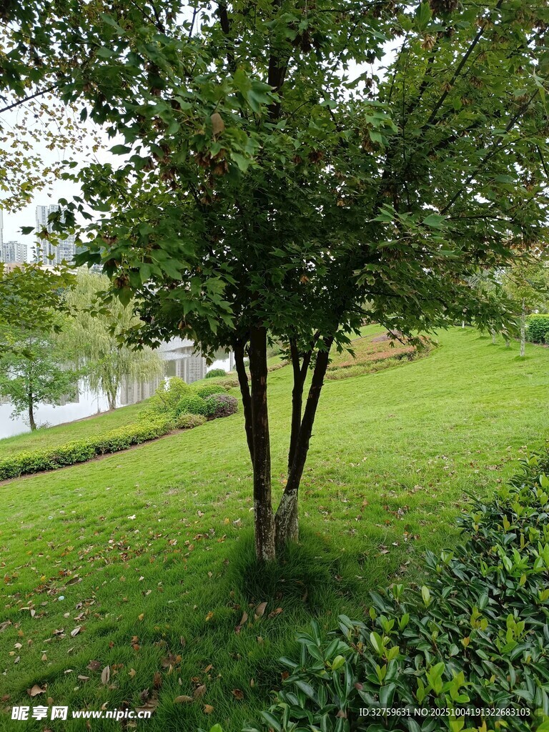 湖畔綠樹成蔭的靜謐景致