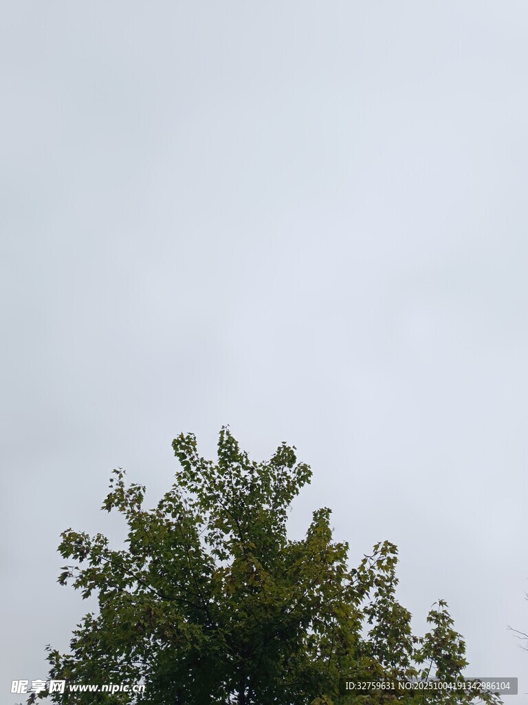 樹梢之上的灰白天空