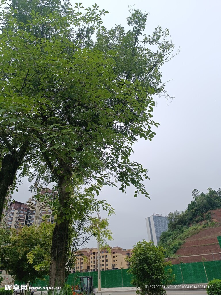 城市中茂盛的綠樹景觀