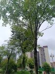 城市公園中的蔥郁樹木
