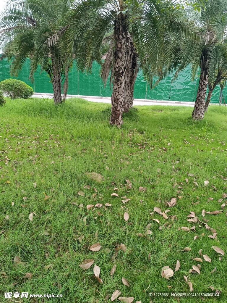 草坪上的棕櫚樹