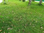草地落葉景色