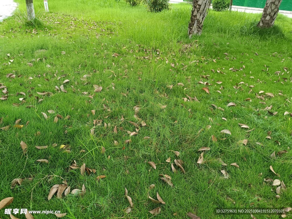 草地落葉景色