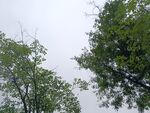 仰視綠樹藍天清新景象