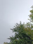 樹梢上的天空