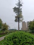 城市中挺拔的綠樹與綠植