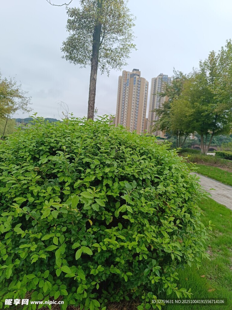 城市中的蔥郁綠植景觀