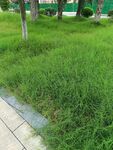 路邊翠綠草地風景
