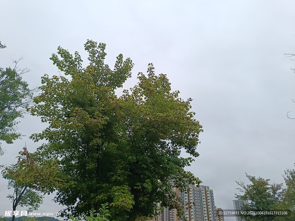 城市中蔥郁的綠樹(shù)