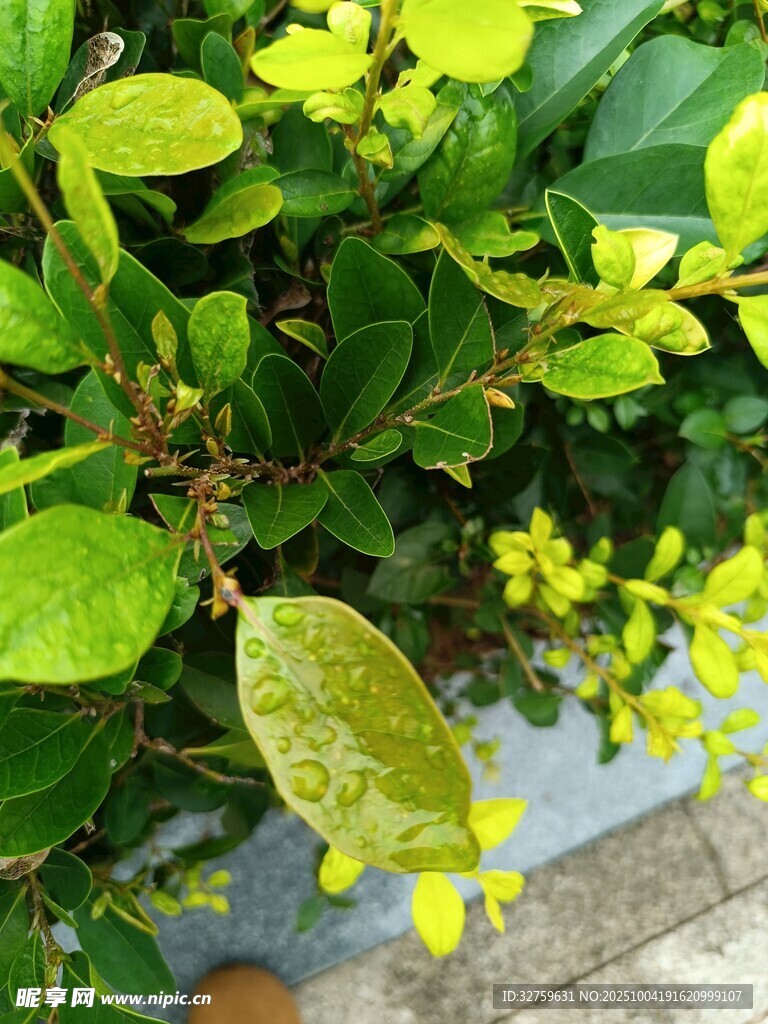 綠葉上的晶瑩水珠