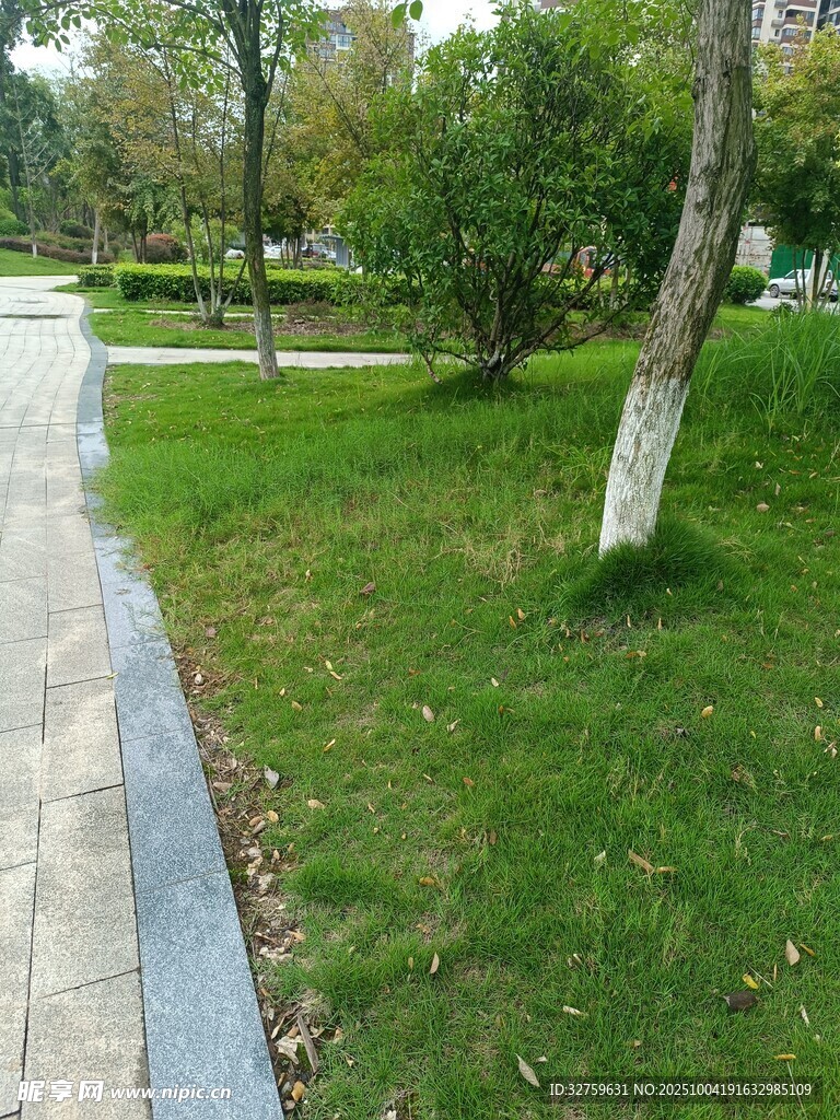 公園小徑旁的翠綠草地