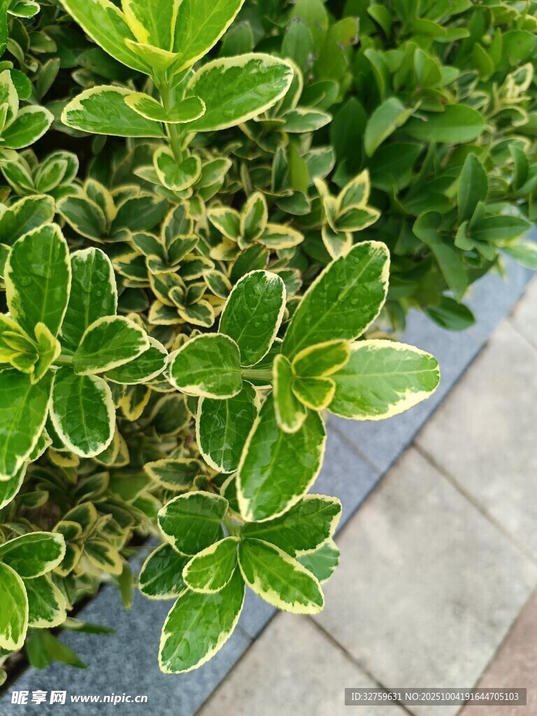 金邊綠葉植物特寫