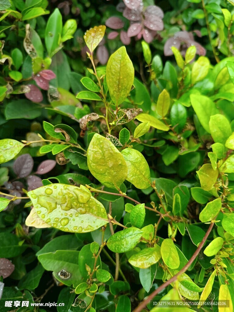 多彩葉片特寫