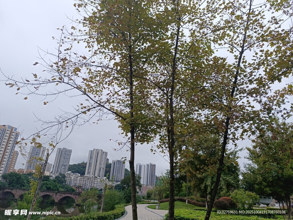城市公園中的綠樹景觀
