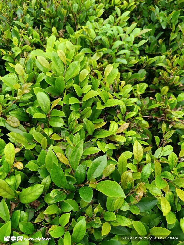 翠綠繁茂的灌木叢