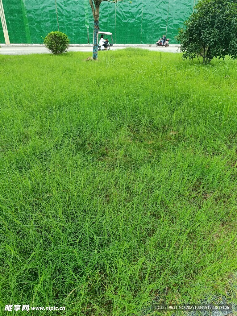 翠綠草地