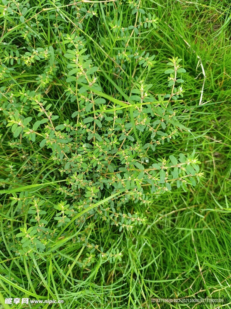 翠綠繁茂的草地植物