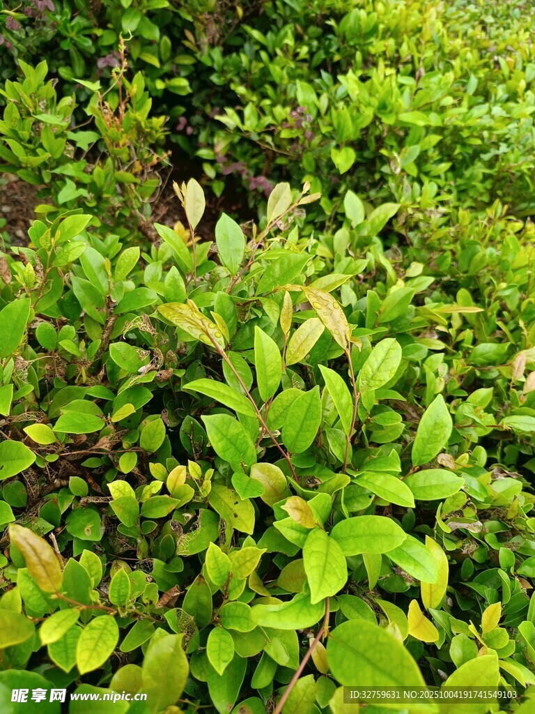 翠綠繁茂的植物景觀