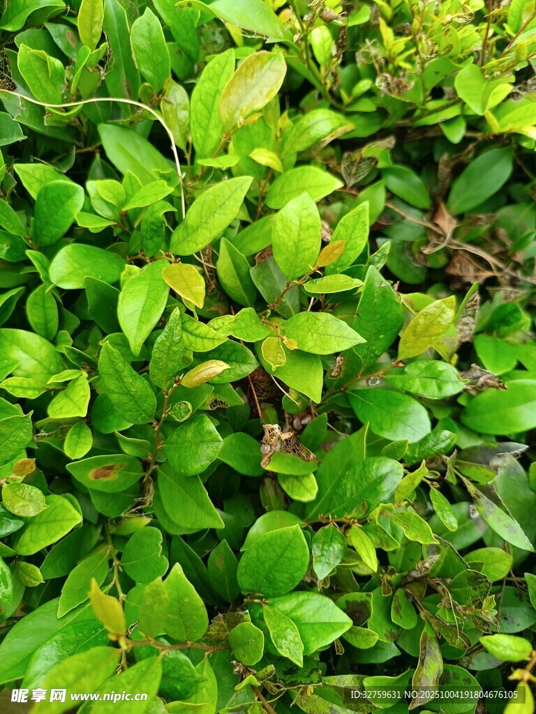翠綠繁茂的綠葉植物