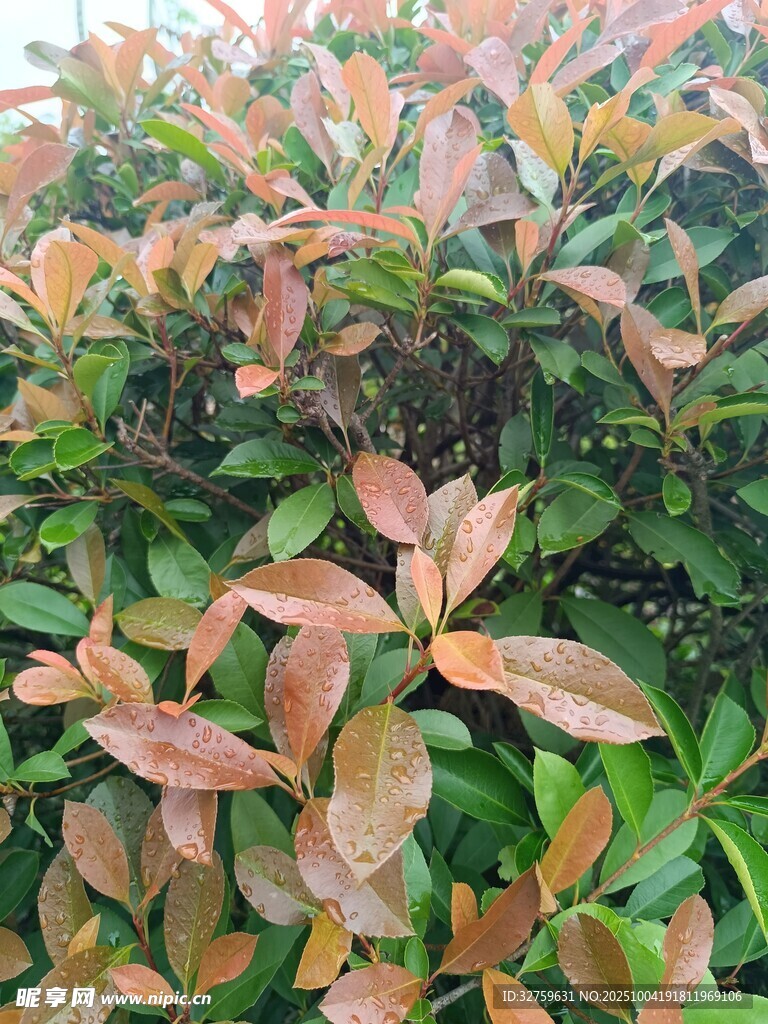 紅葉灌木特寫