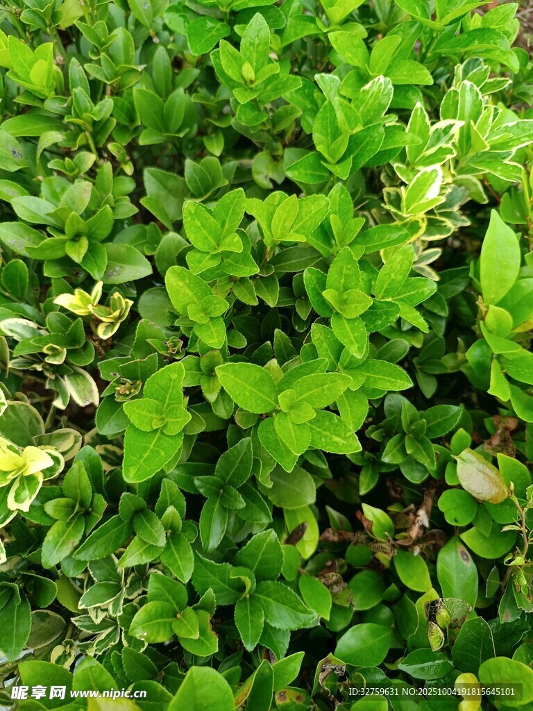 翠綠繁茂的清新植物
