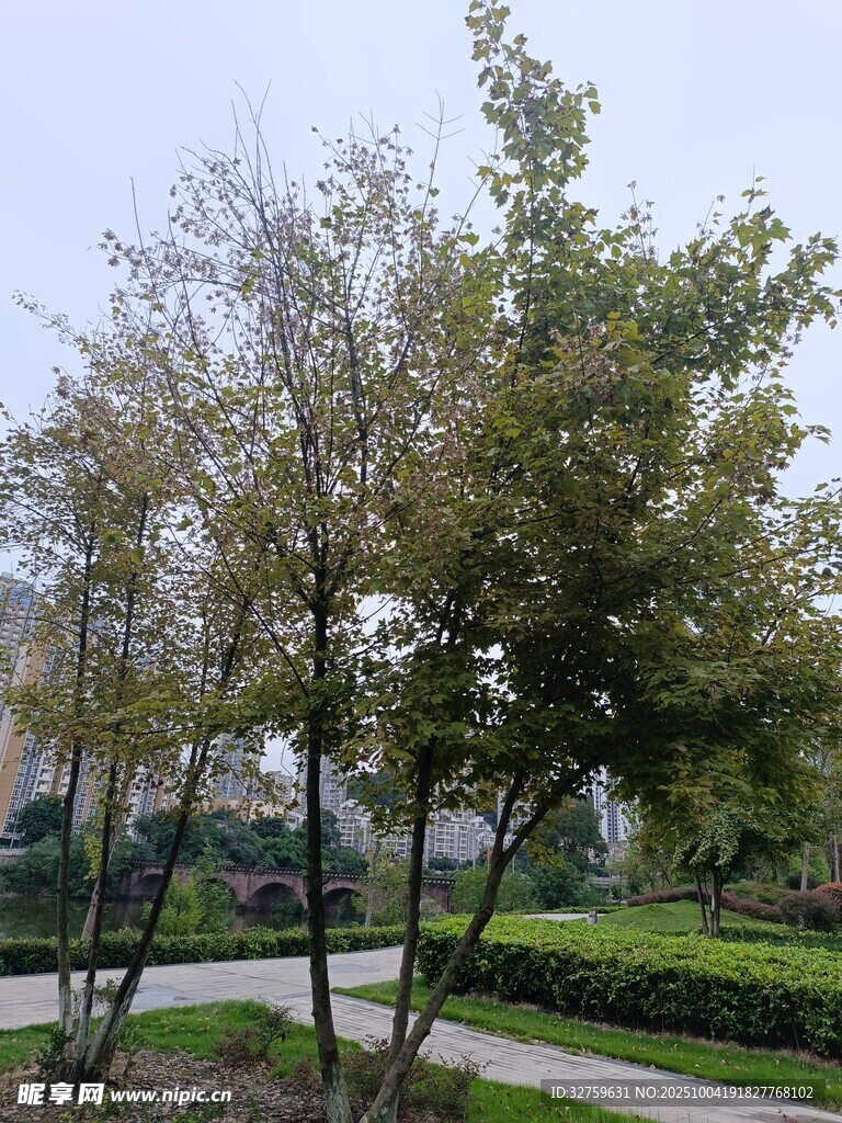 秋日公園樹木與小徑景致