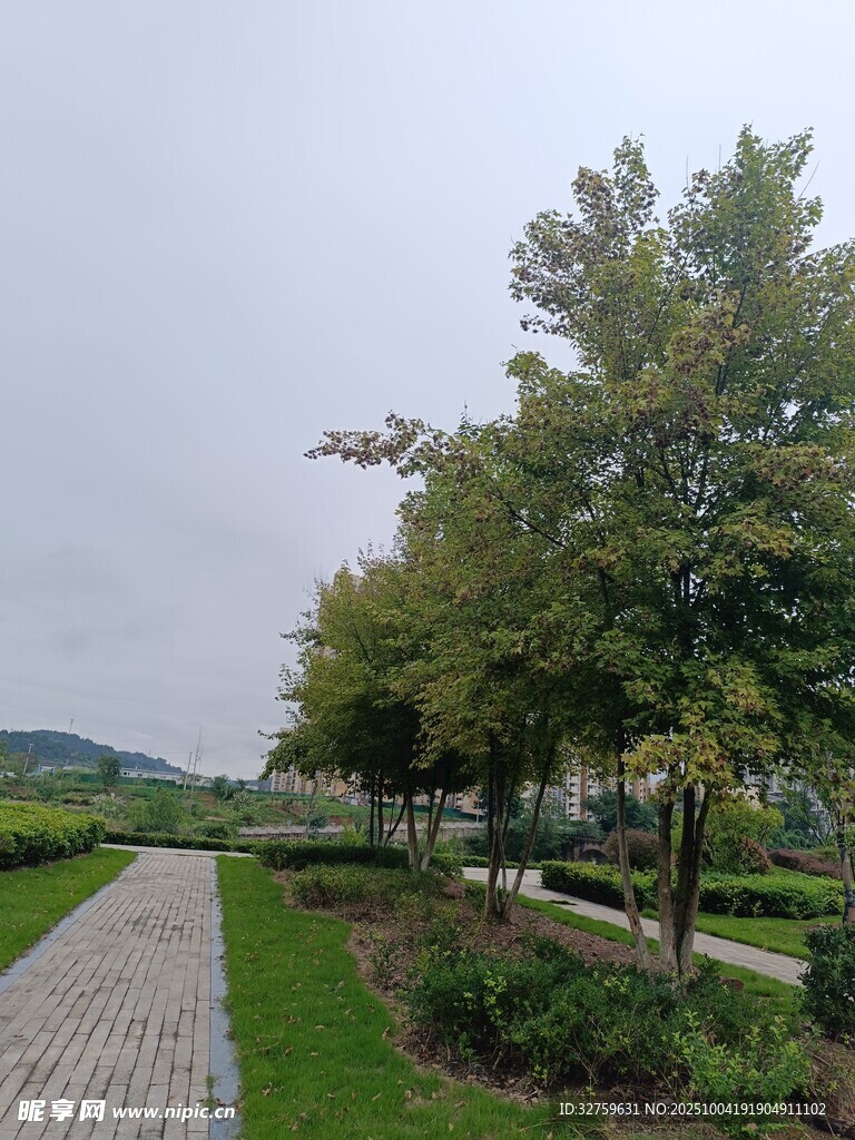 林間小徑旁的蔥郁樹木