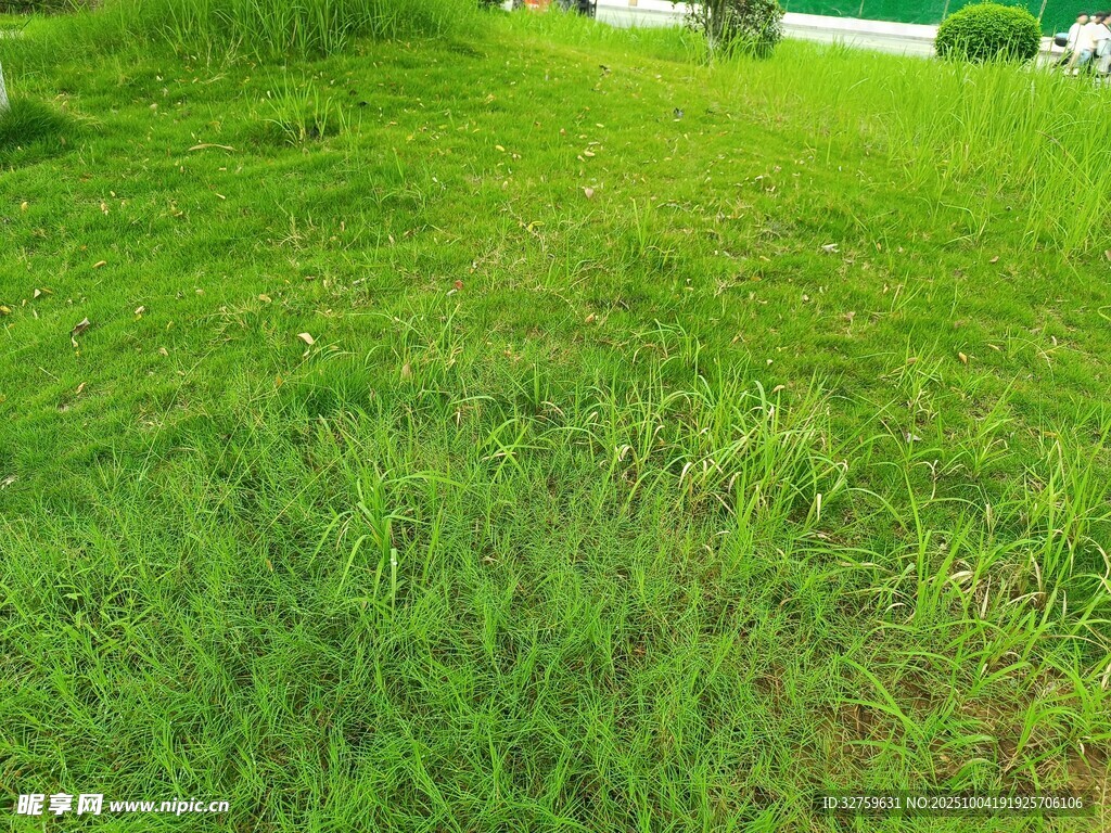 翠綠草地風(fēng)景
