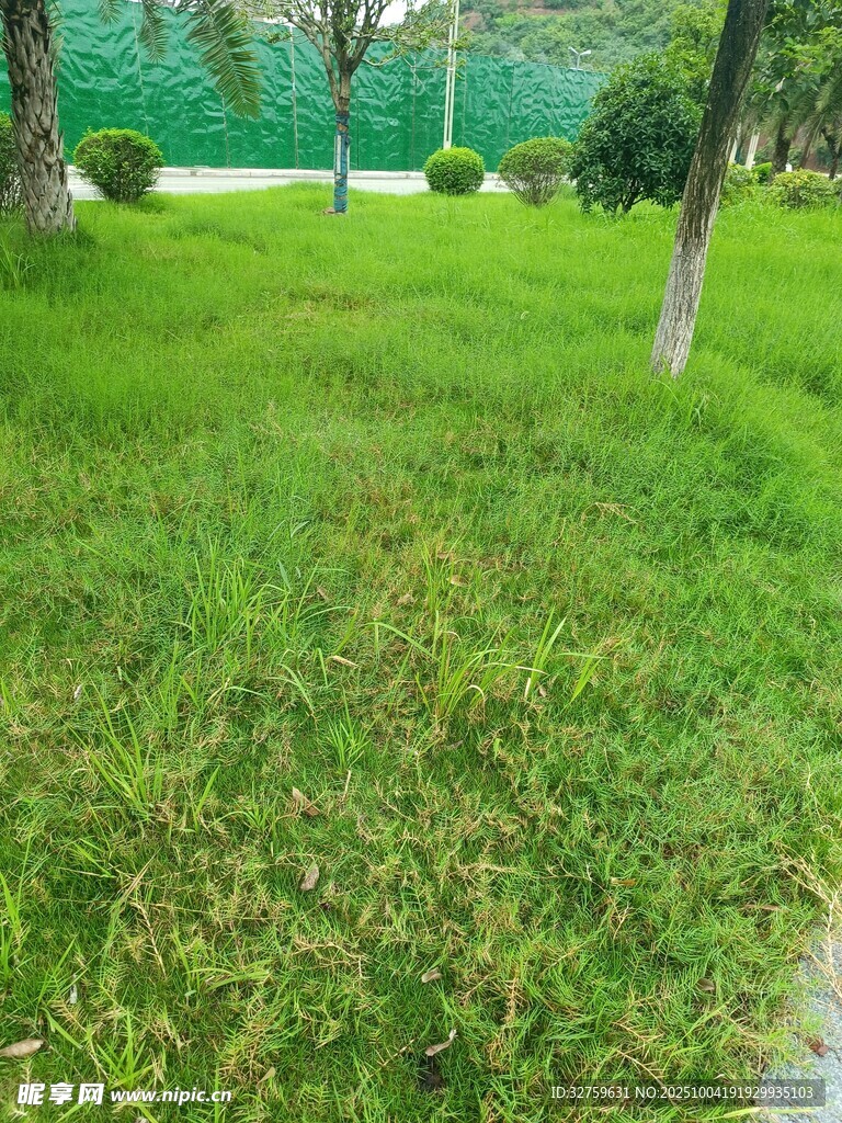 綠意盎然的戶外草坪景觀