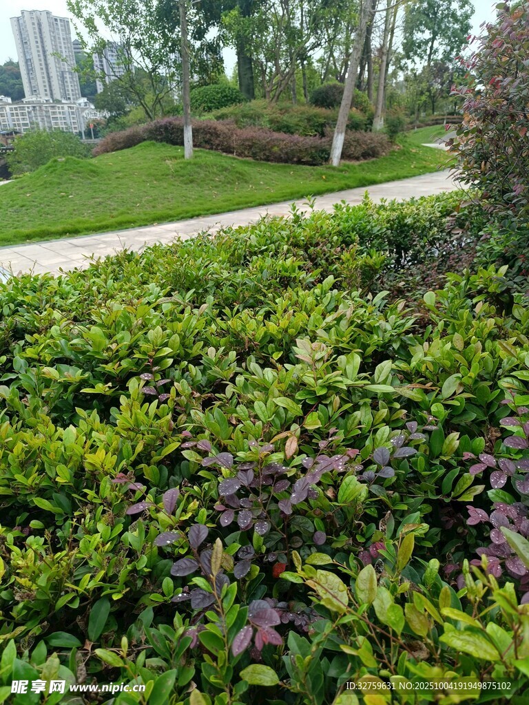多彩綠植裝點的園林小徑