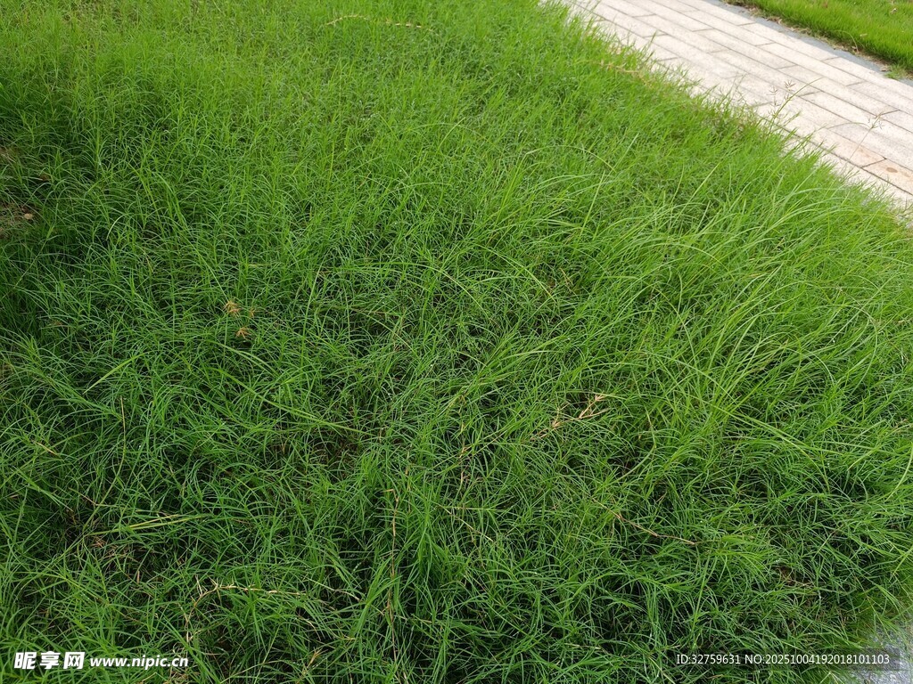 翠綠草坪