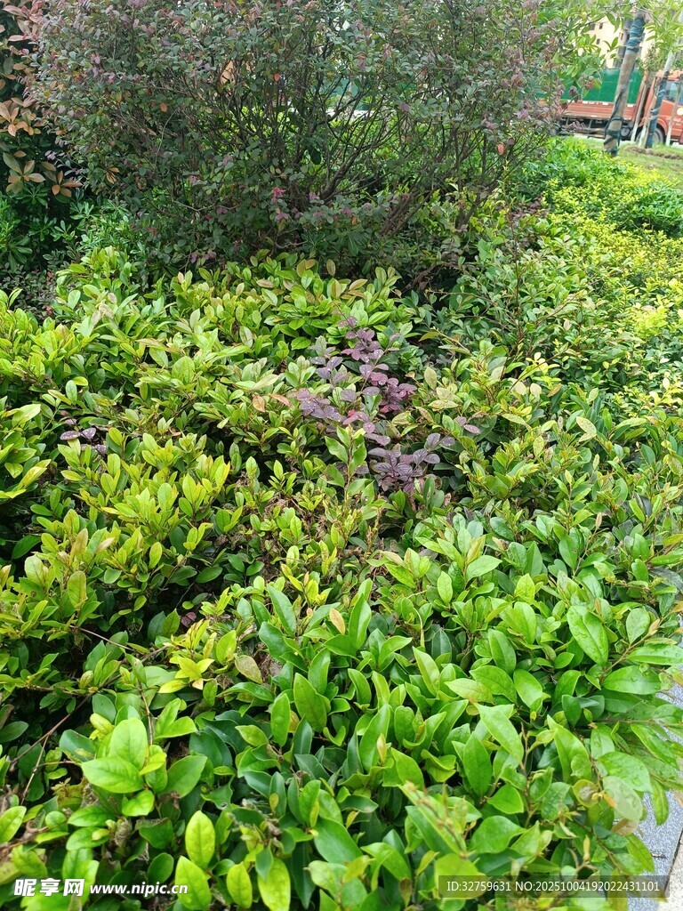 綠意盎然的園林植物景觀