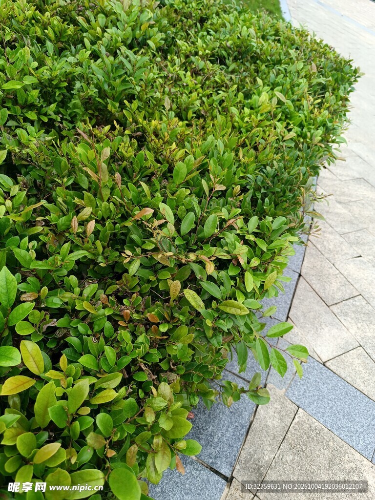 翠綠灌木與石板路景觀