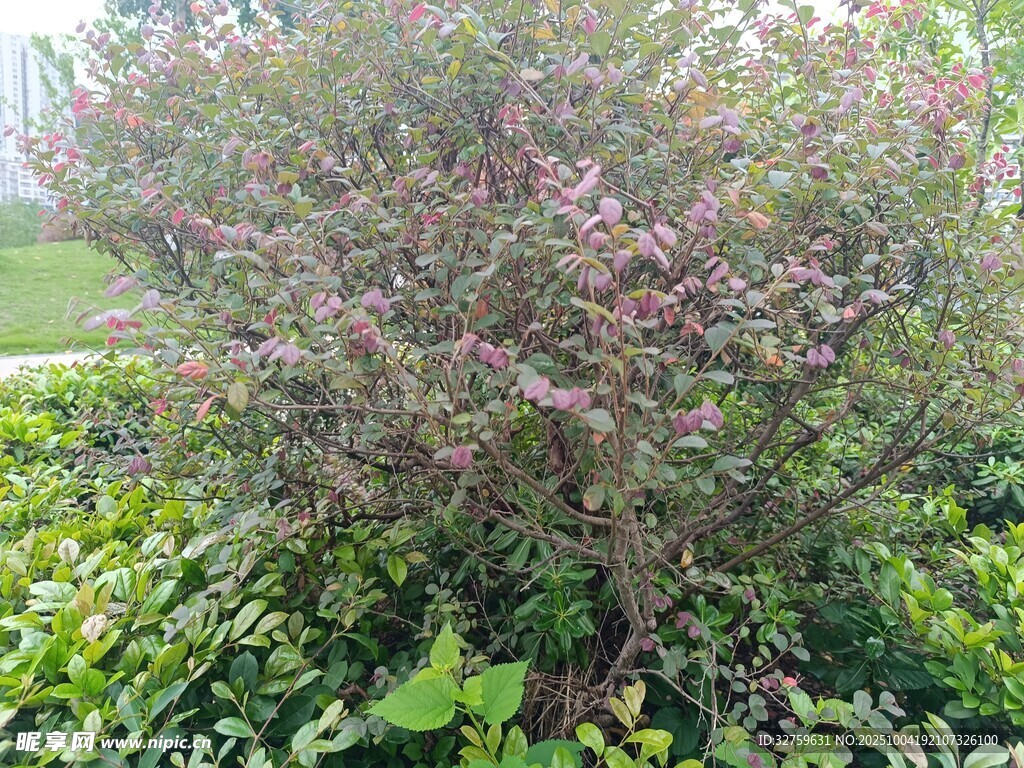 紫色花叢綠植景觀