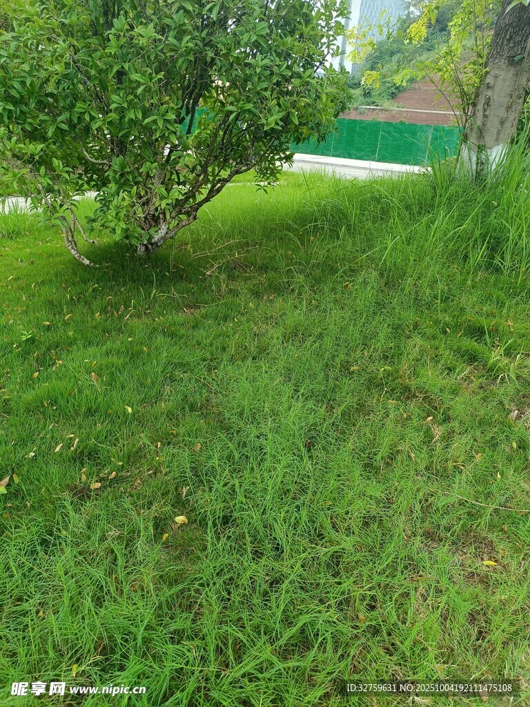 綠意盎然的草地與樹木