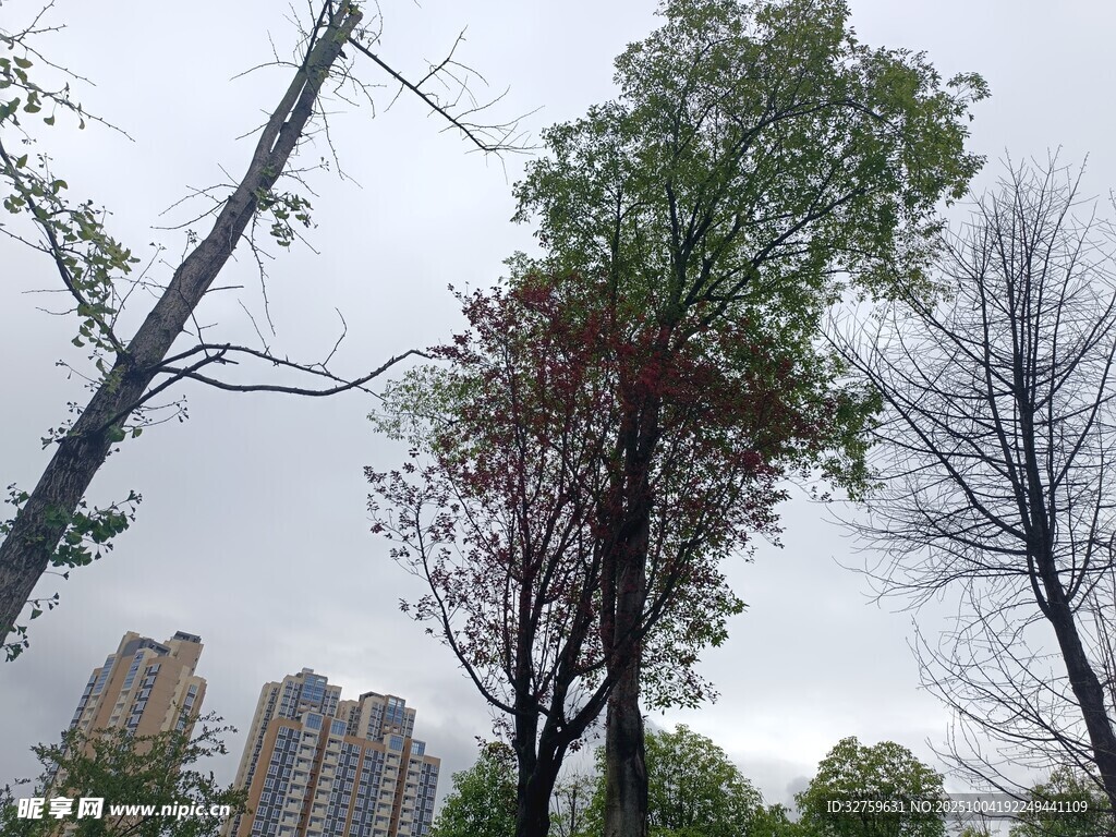 城市中林立的樹木與高樓