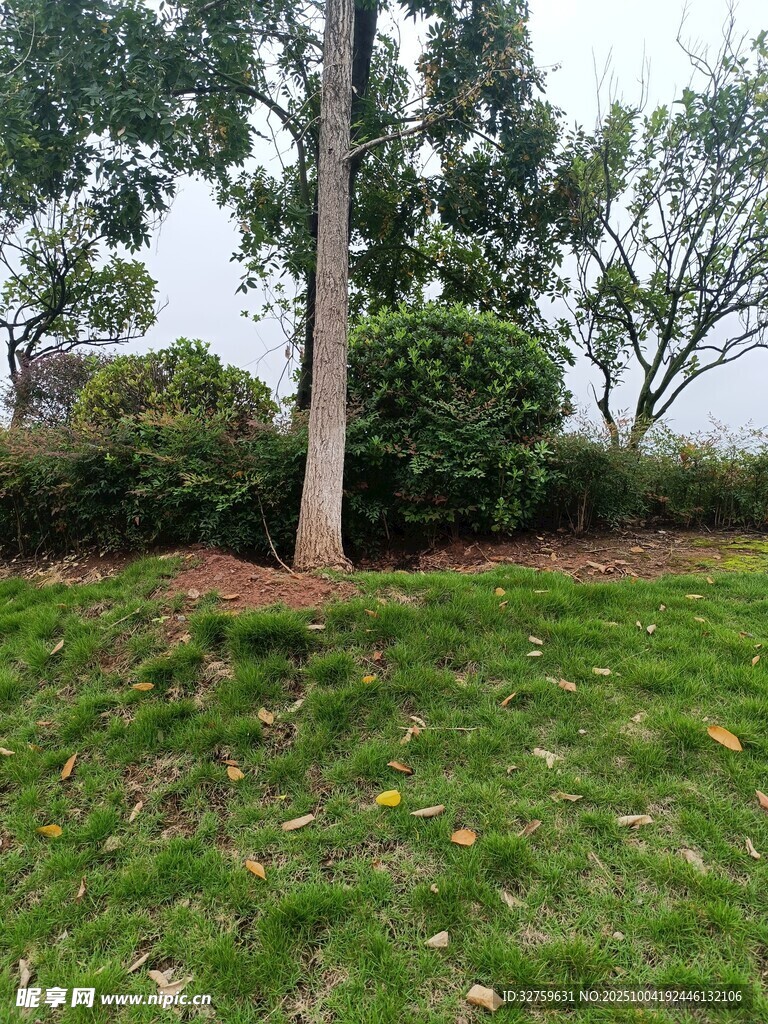 戶外草地樹木自然景觀