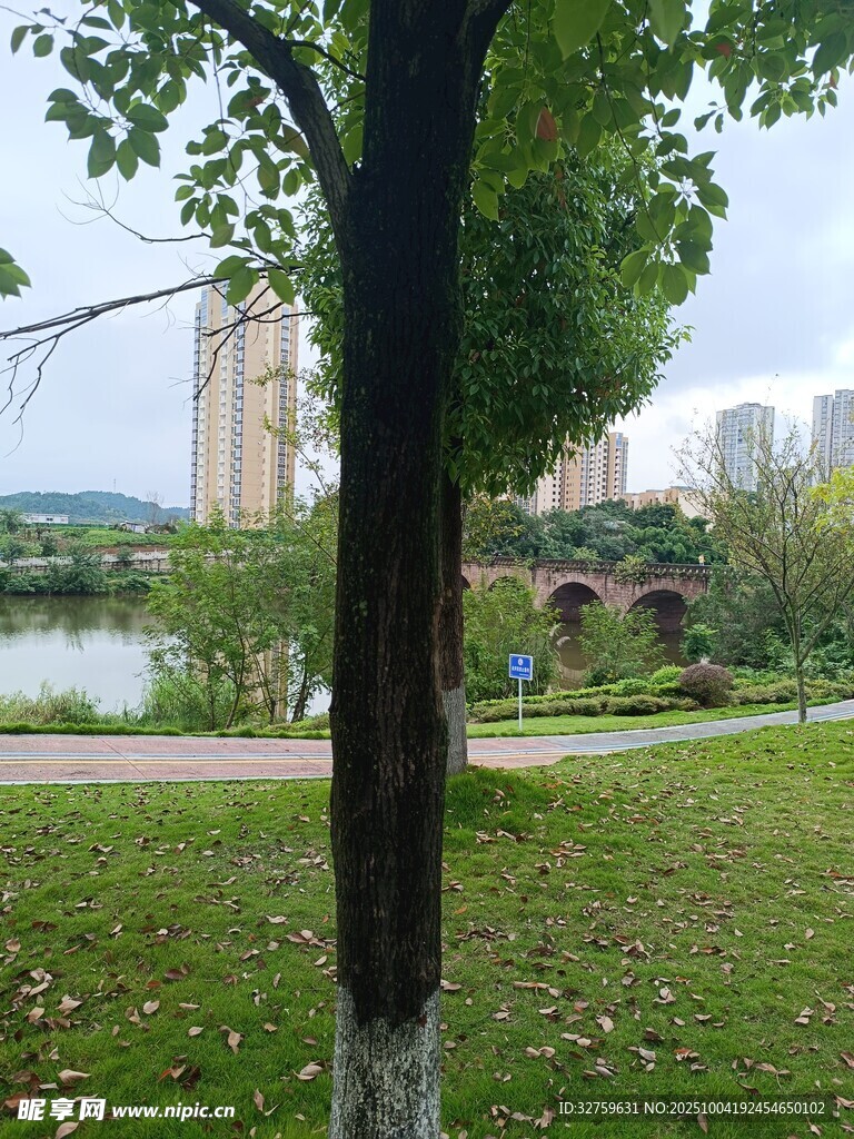 城市公園綠樹河畔美景