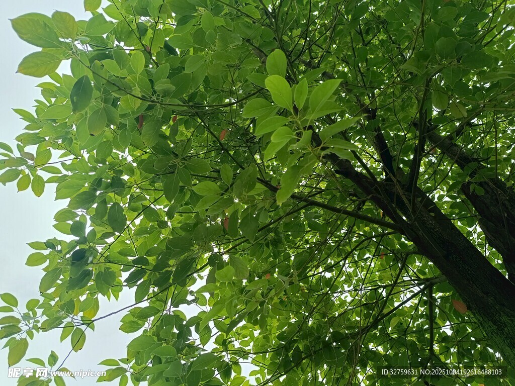 繁茂綠葉下的大樹(shù)