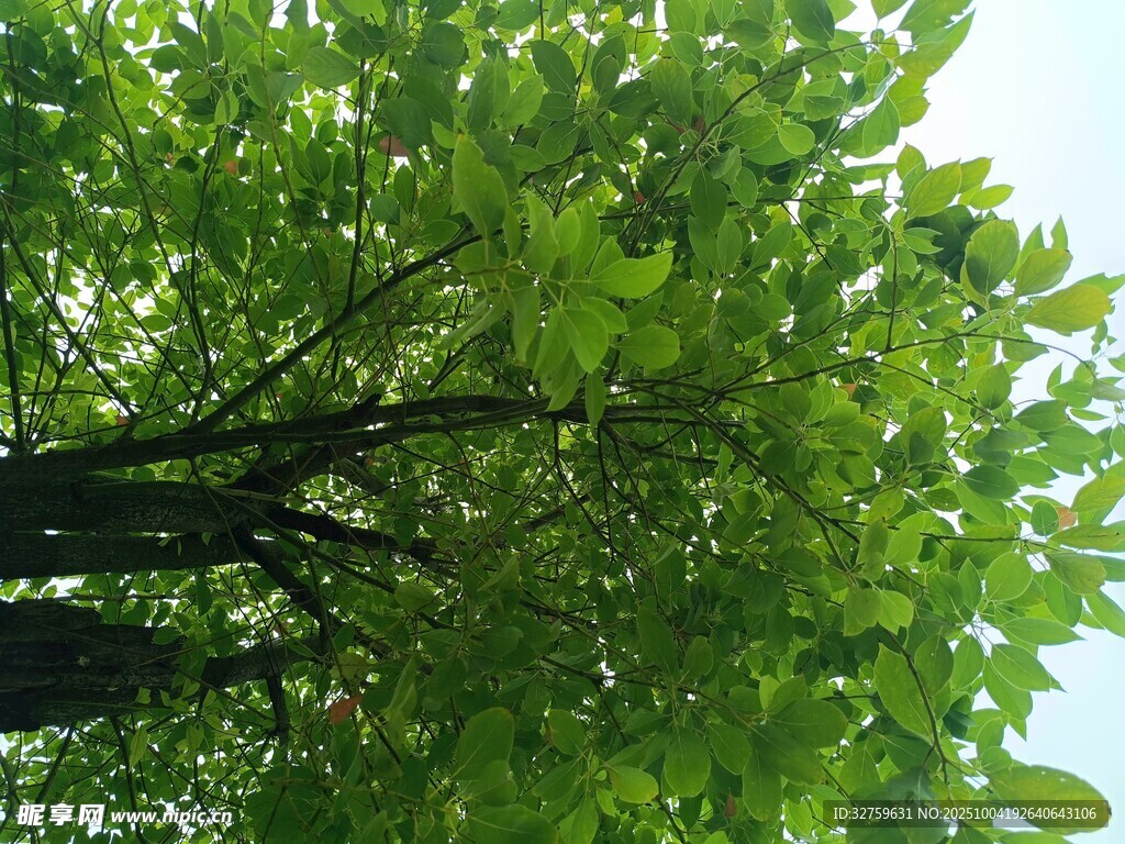 仰視繁茂綠樹