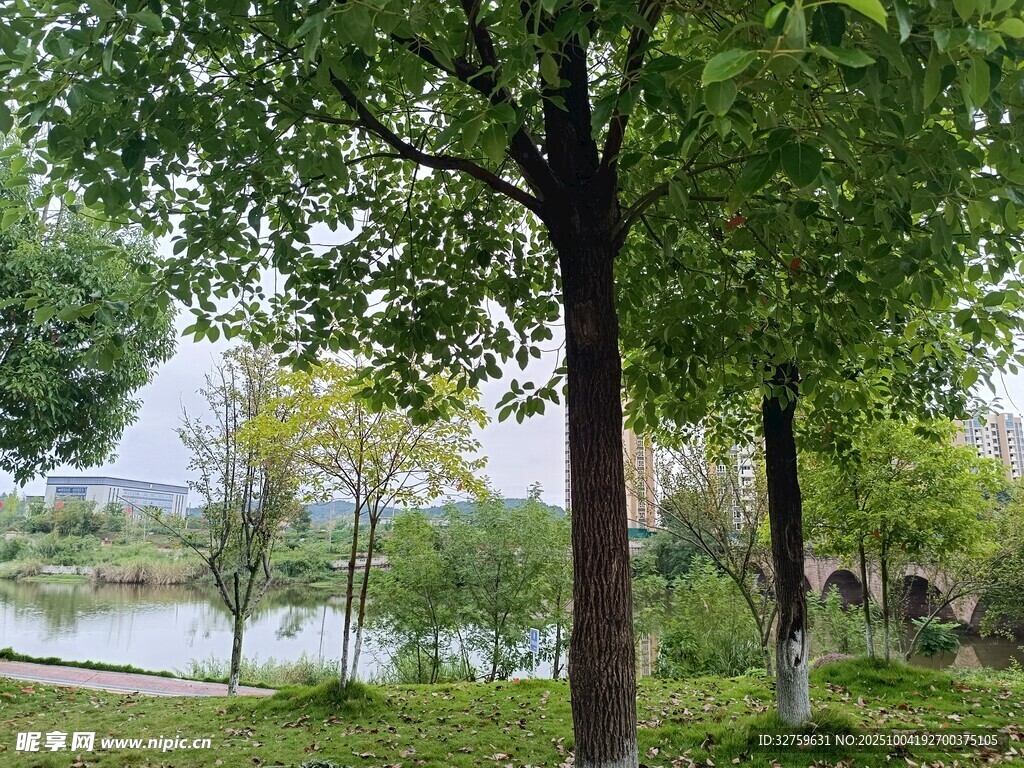 湖畔綠樹成蔭的自然景致