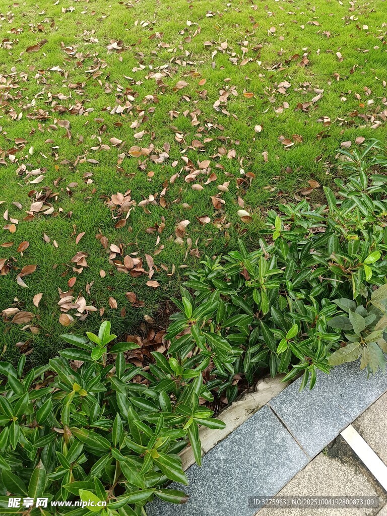 草坪邊的多彩小花
