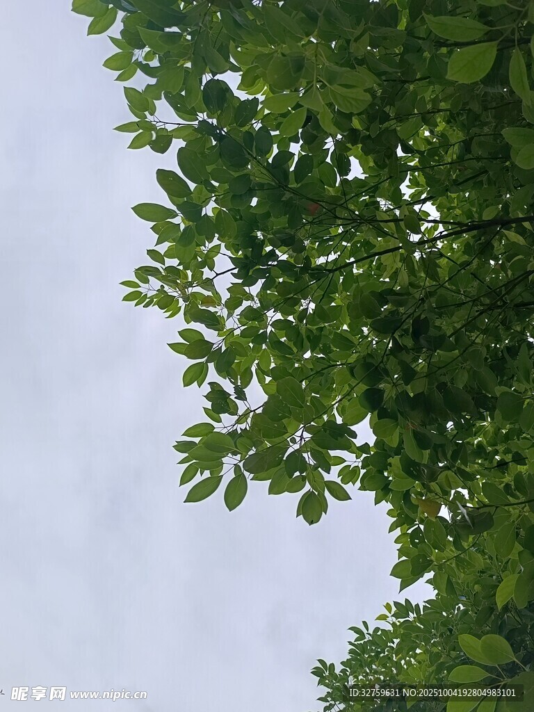 仰視視角下的繁茂綠葉