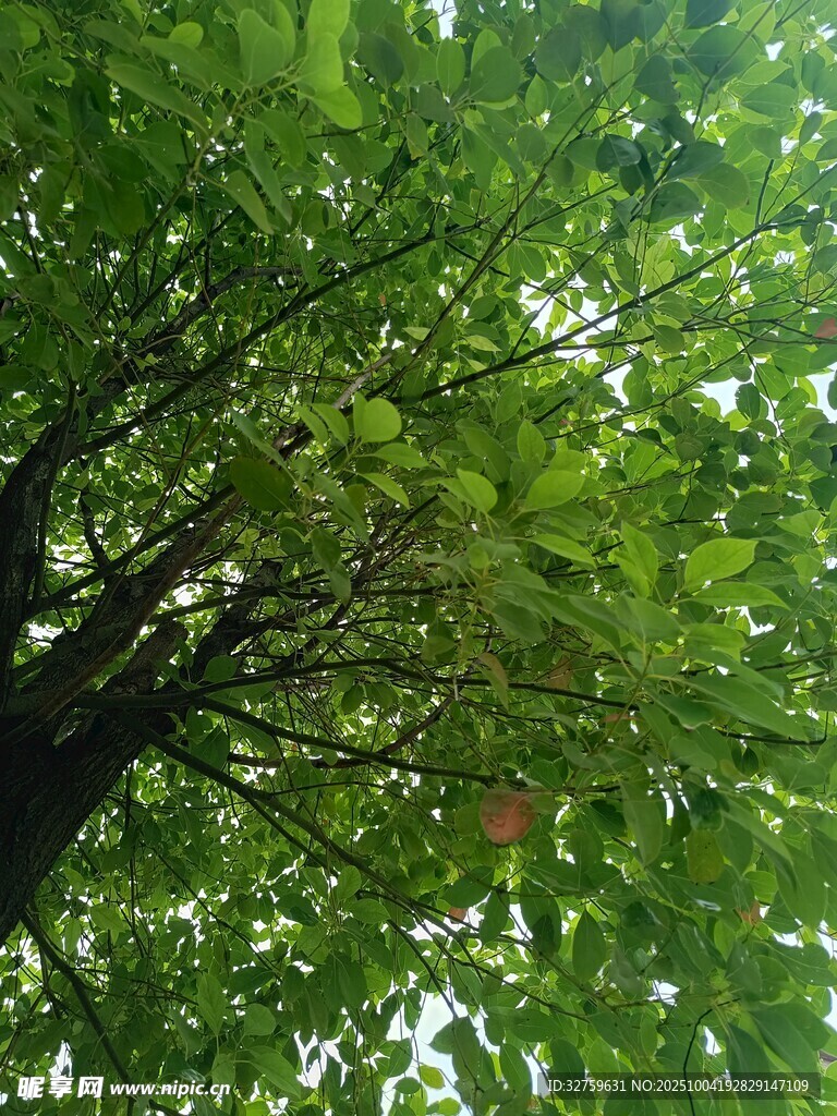 繁茂綠樹間的光影景致