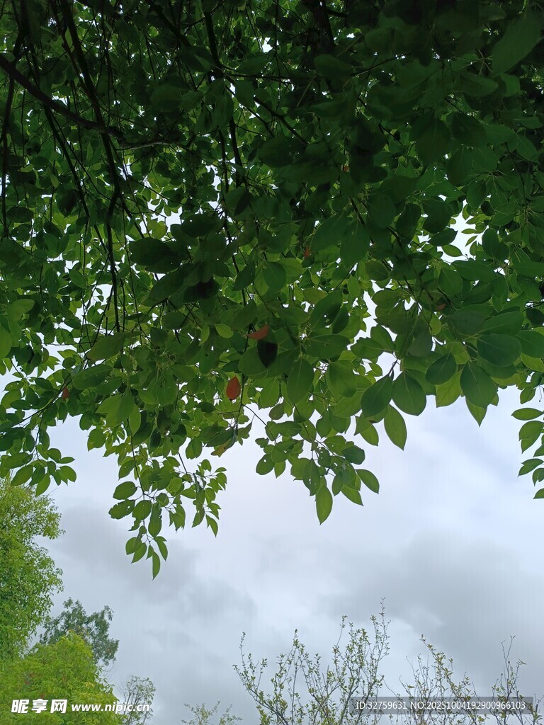 仰視繁茂枝葉與天空