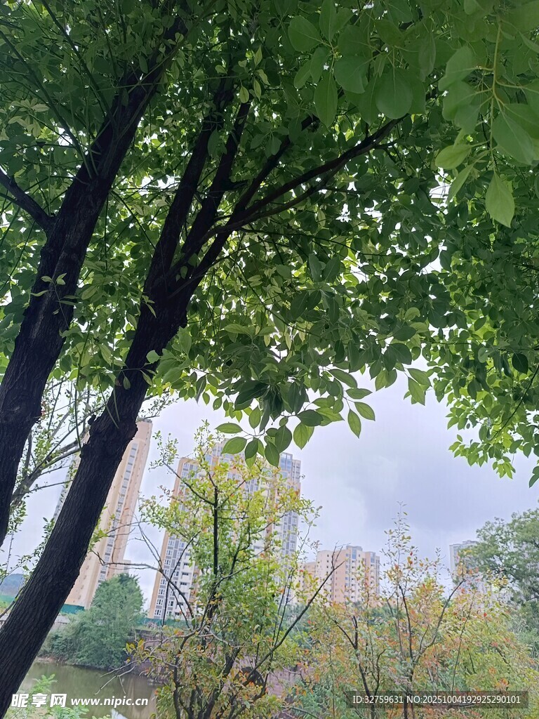 綠蔭下的自然景致
